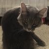 kittycat301